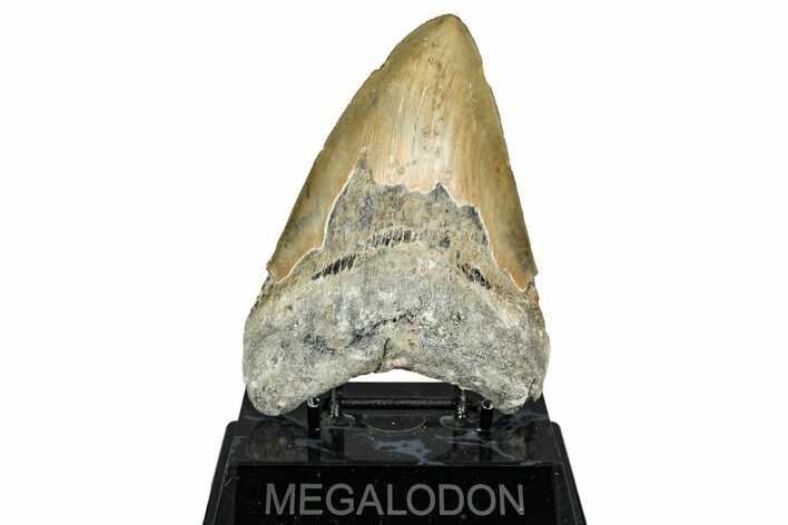 Serrated, Fossil Megalodon Tooth - North Carolina #340883